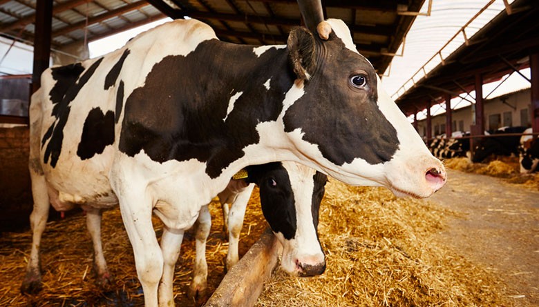 Secado de vacas lecheras: qué es, cuándo hacerlo y por qué es clave para la producción