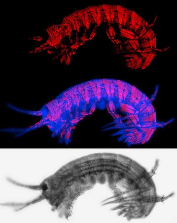 Images of transgenic Parhyale hawaiensis, a crustacean to which researchers are applying Synthego’s sgRNA kit, from the Patel lab at U.C. Berkeley. Image by Mike Perry. 
