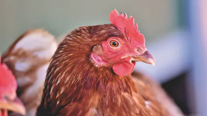 Laying Hen