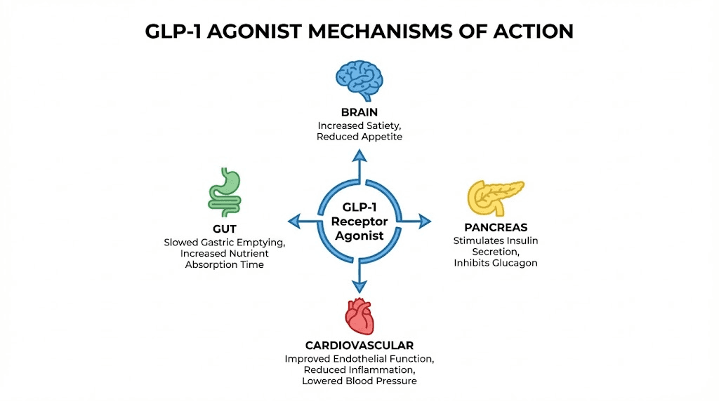How GLP-1 receptor agonists work through multiple body pathways