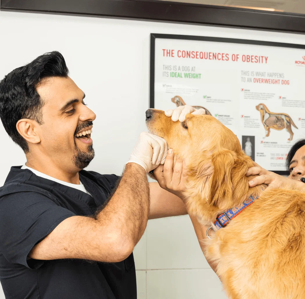 Veterinarian Dr. Soheyl Simaei conducts a physical exam on a golden retriever.