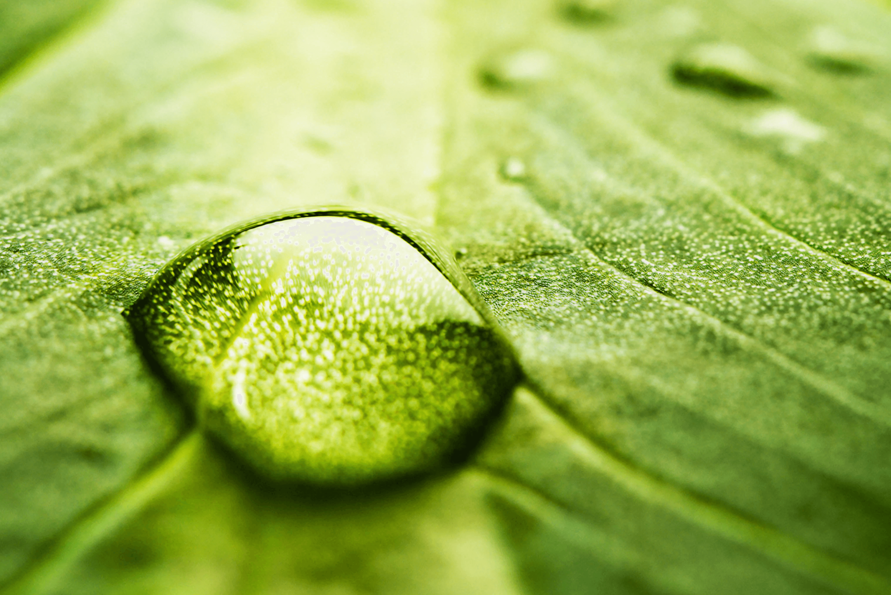 Drop on a green leaf with prominent texture.