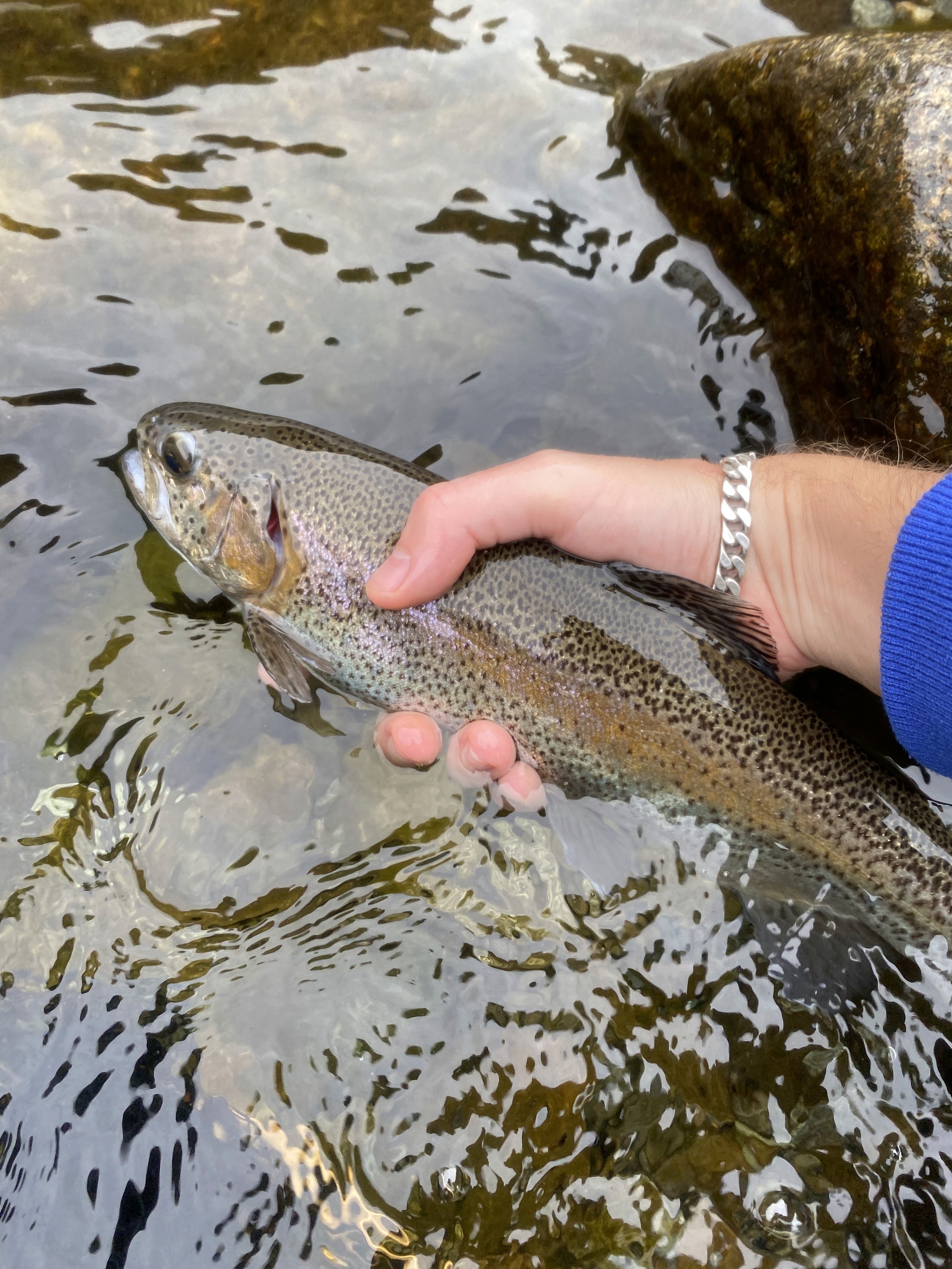 Enjoy fly fishing on the Sesia River near Milan in northern Italy, targeting large brown trout, marble trout, and grayling. Guided by experts in advanced fishing techniques—perfect for a memorable fishing escape