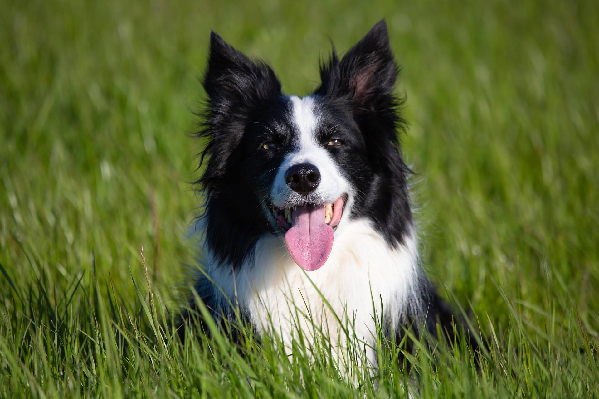 Border Collie Physical Characteristics