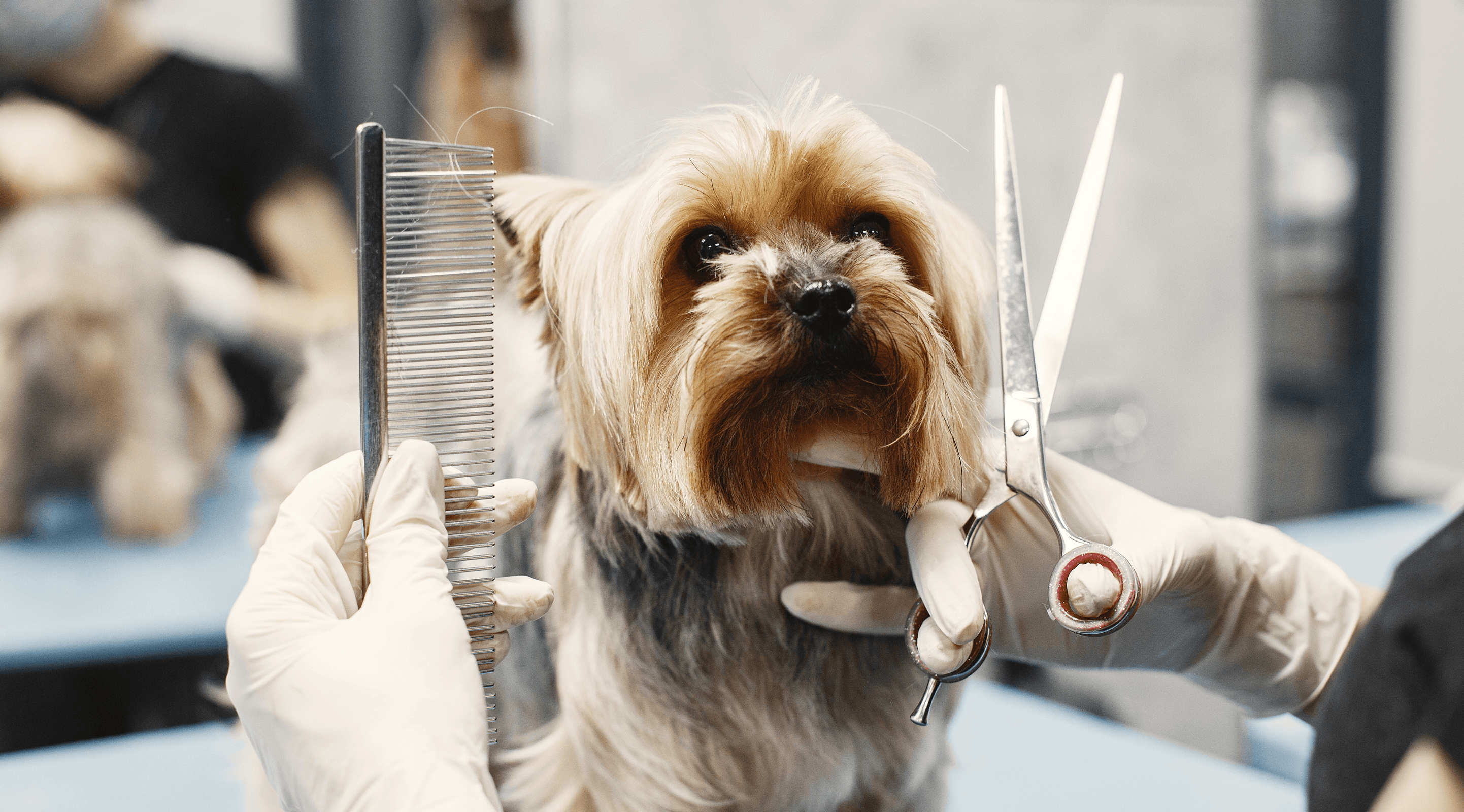 A pet groomer carefully trims the face of a small dog with electric clippers, holding the dog’s ear aside for precision in a grooming salon.