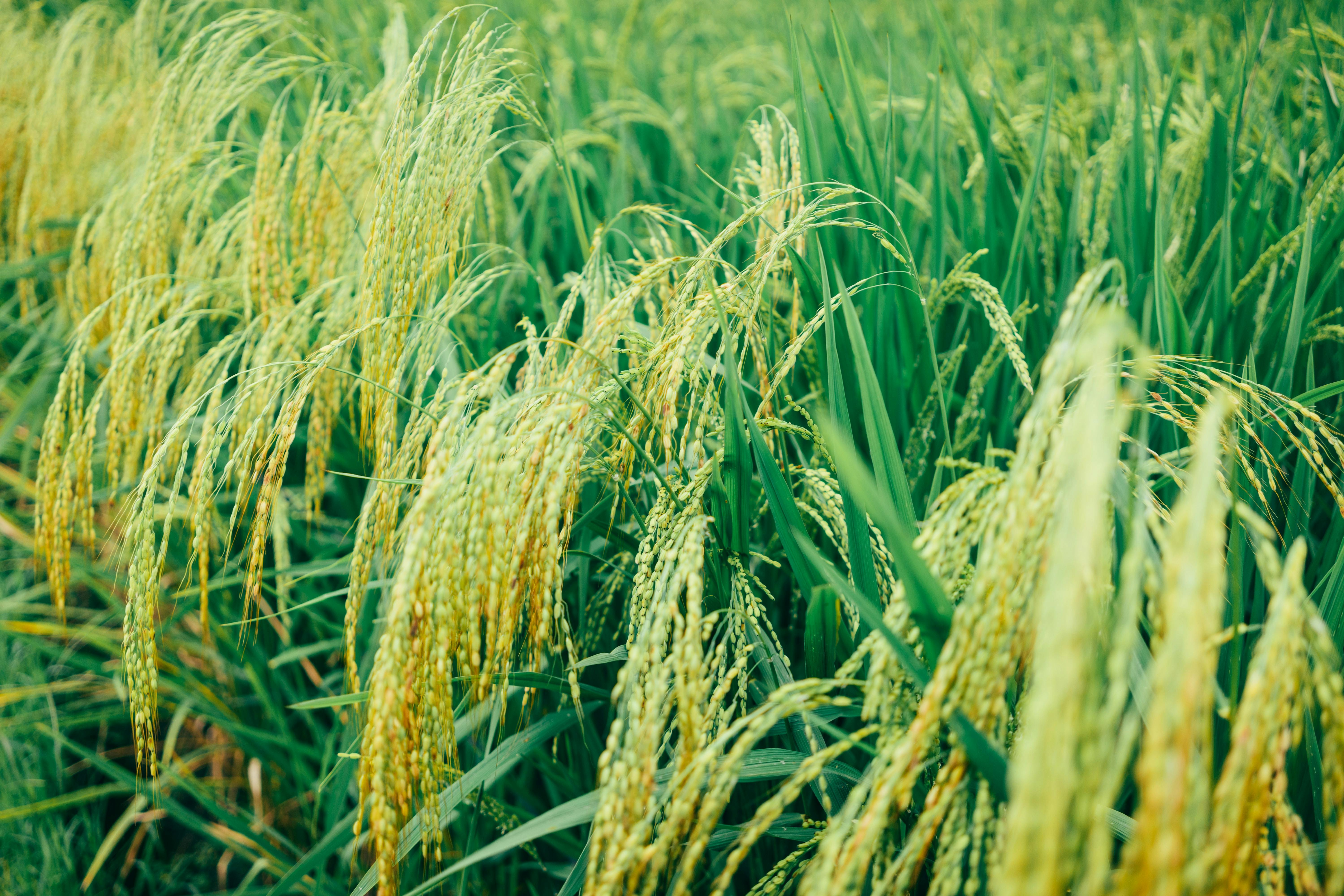 Rice Field
