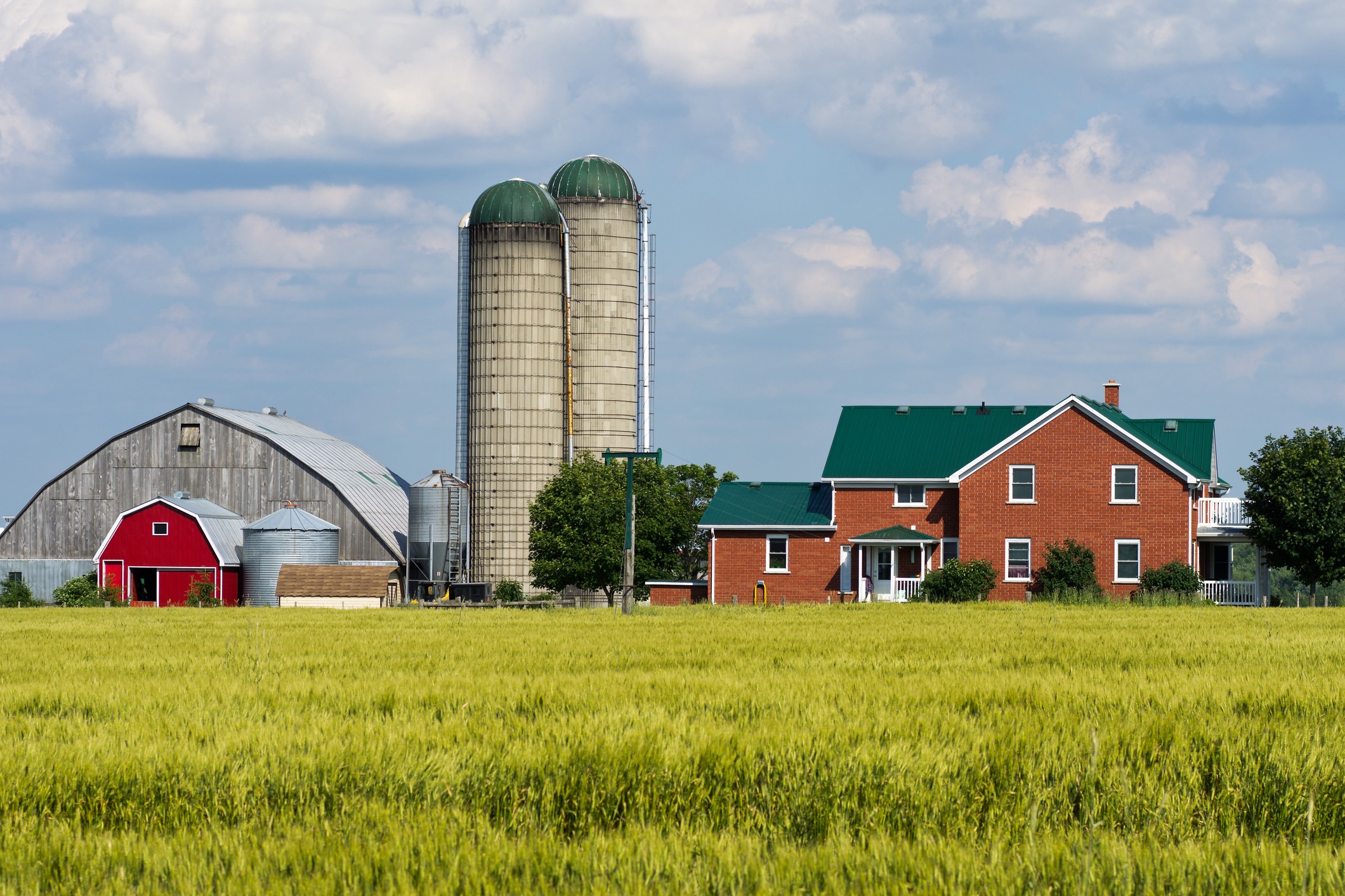 Farm Buildings next to Wheat Field