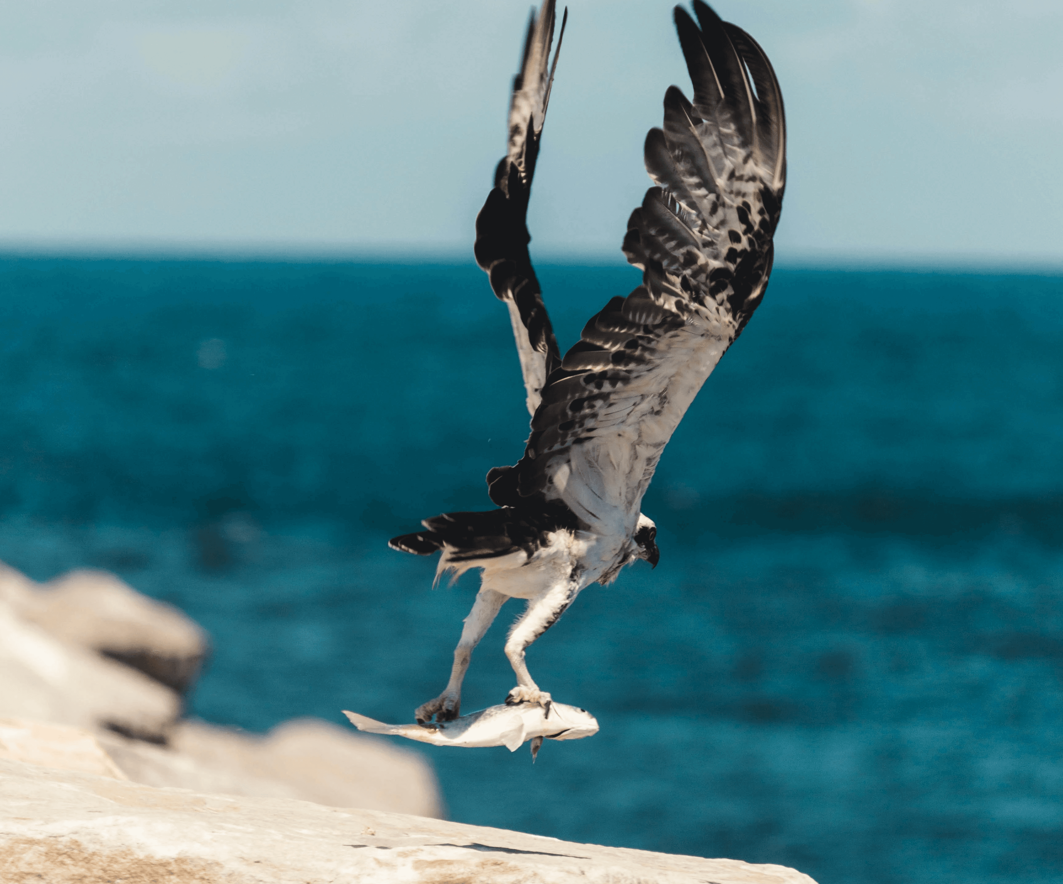 Selektive Fokusfotografie von Fischen auf Vogelscheren