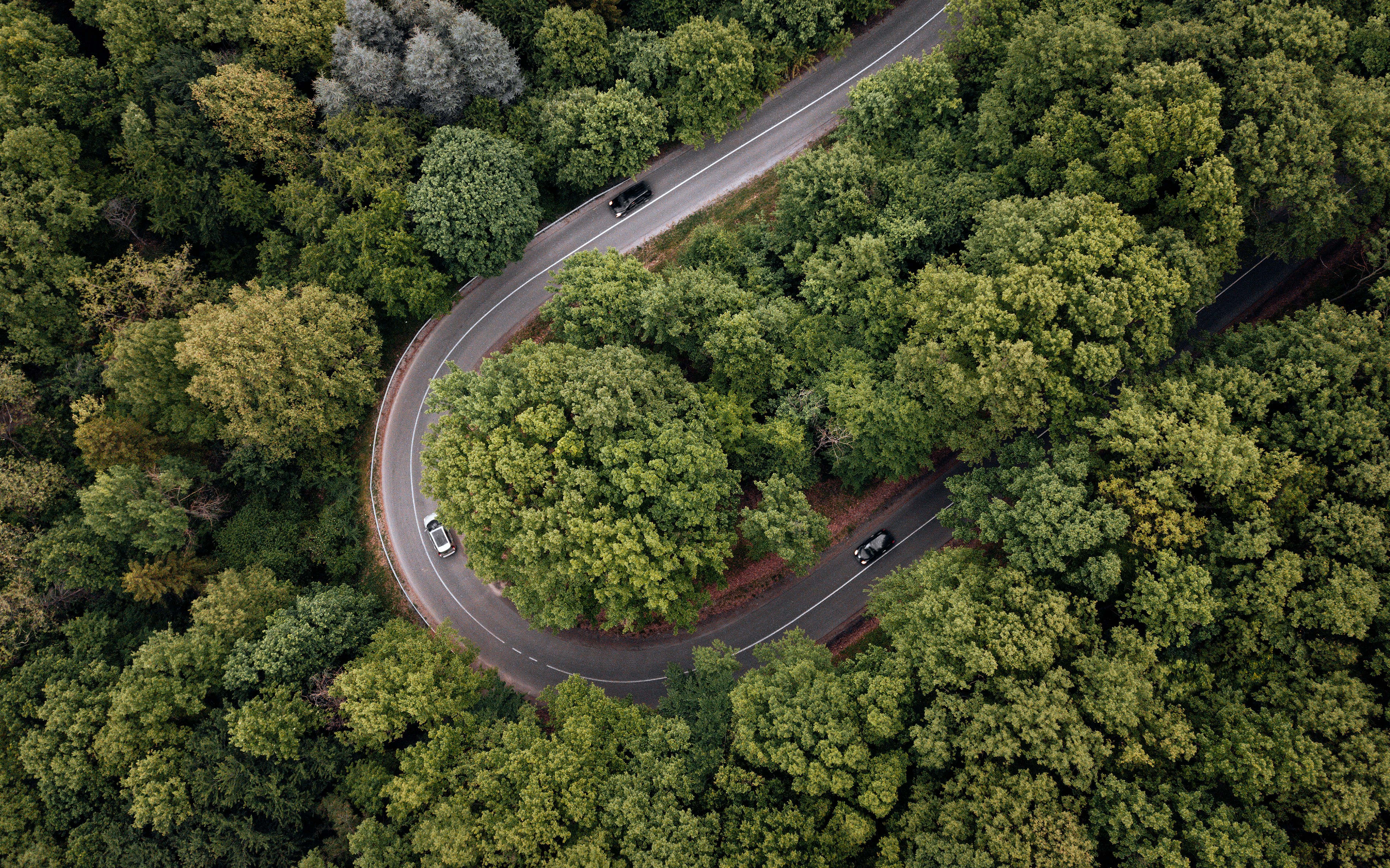 aerial view of green trees and road during daytime
