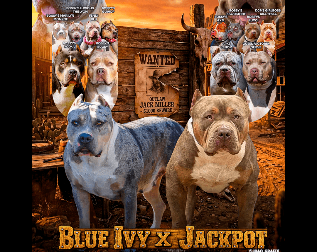 American Bully XL Puppies for Sale