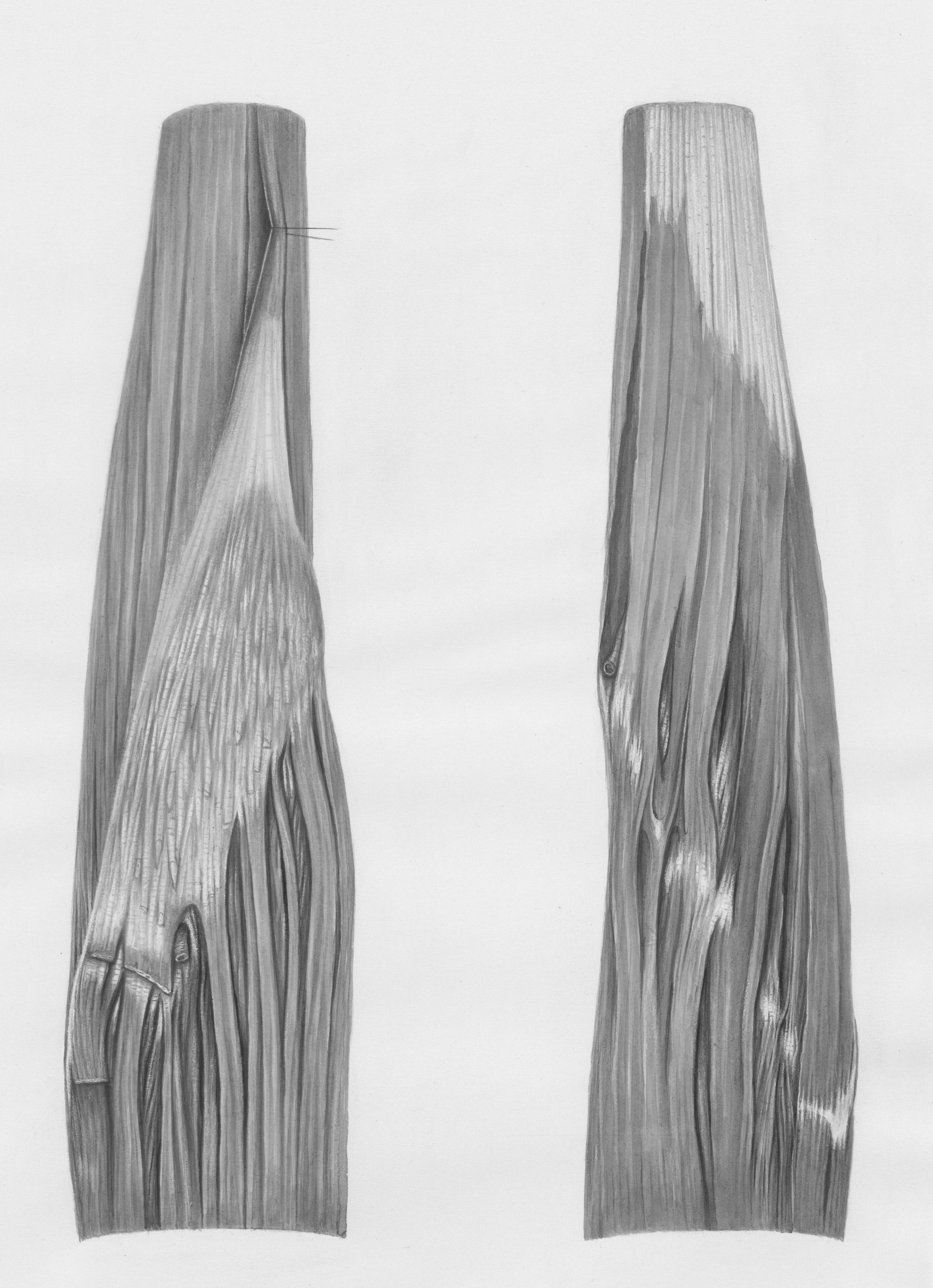 Two anatomical drawings of forearm muscles