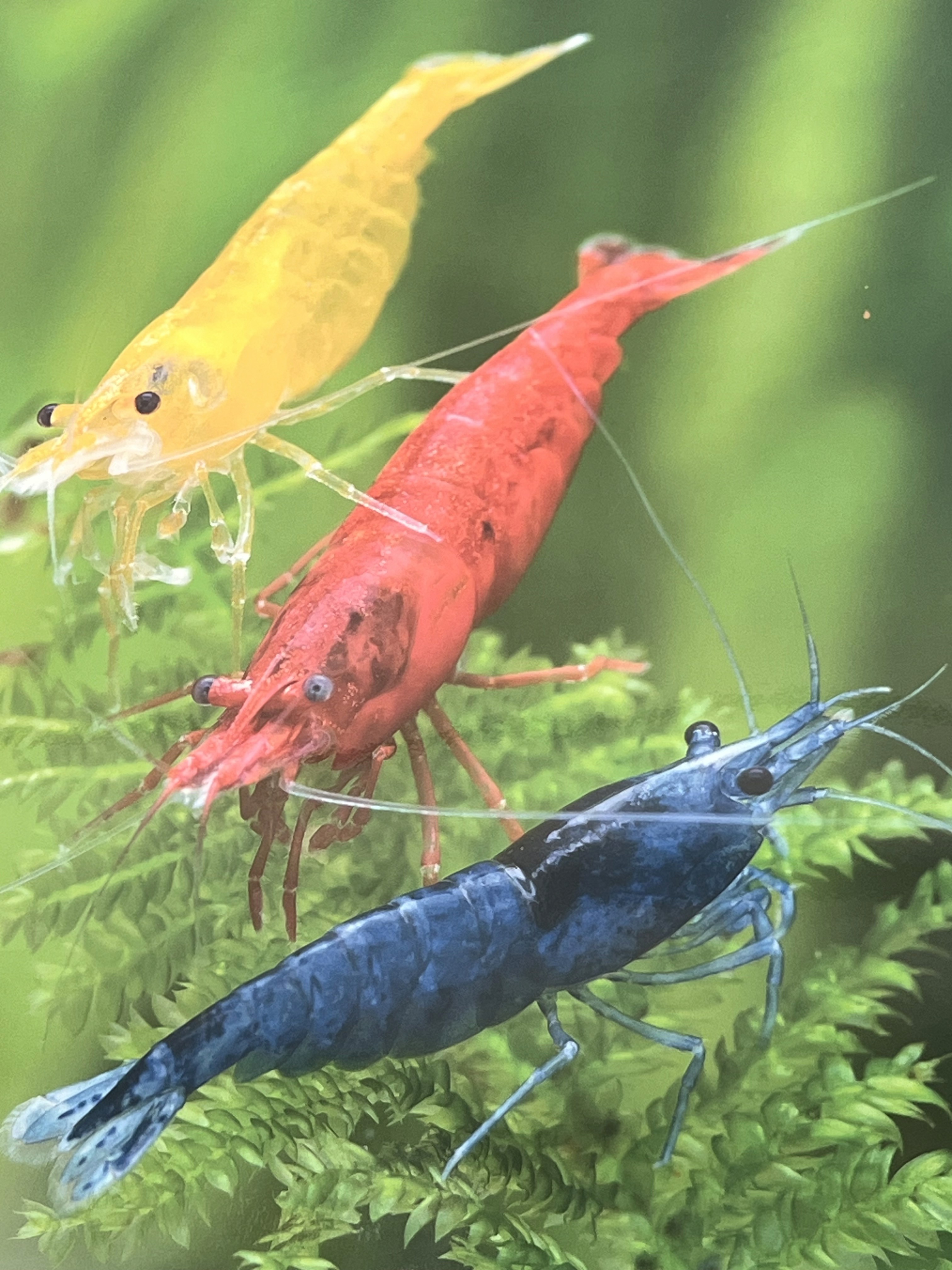 2 Discuss fish swimming in a fish tank