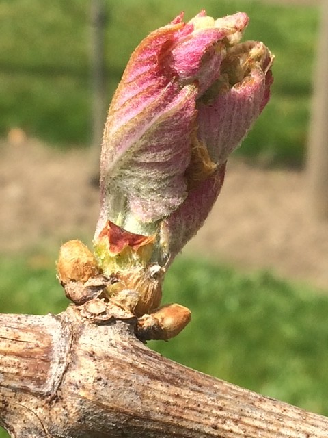 Guests submitting reservation requests via Elara's contact form with email and phone support options