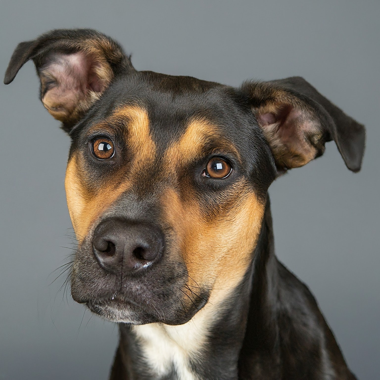 BUDDYUNO, German Shepherd Pit Bull