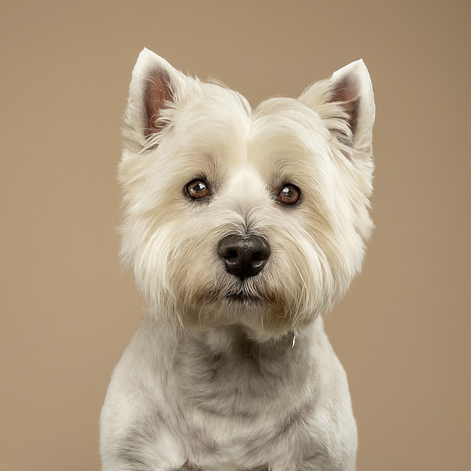 BUDDYUNO, West Highland White Terrier