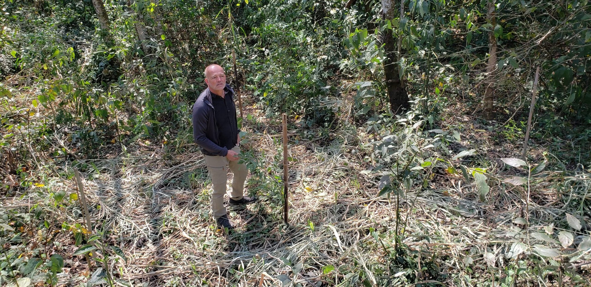 Homem em pé em área de mata em regeneração, entre mudas e árvores jovens