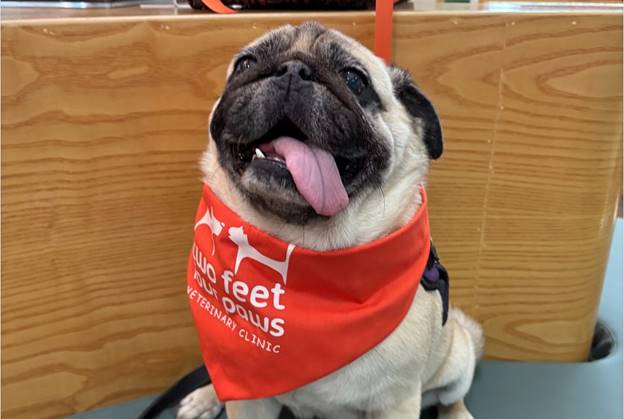 A happy pug patient at 2Feet4Paws after dental surgery.