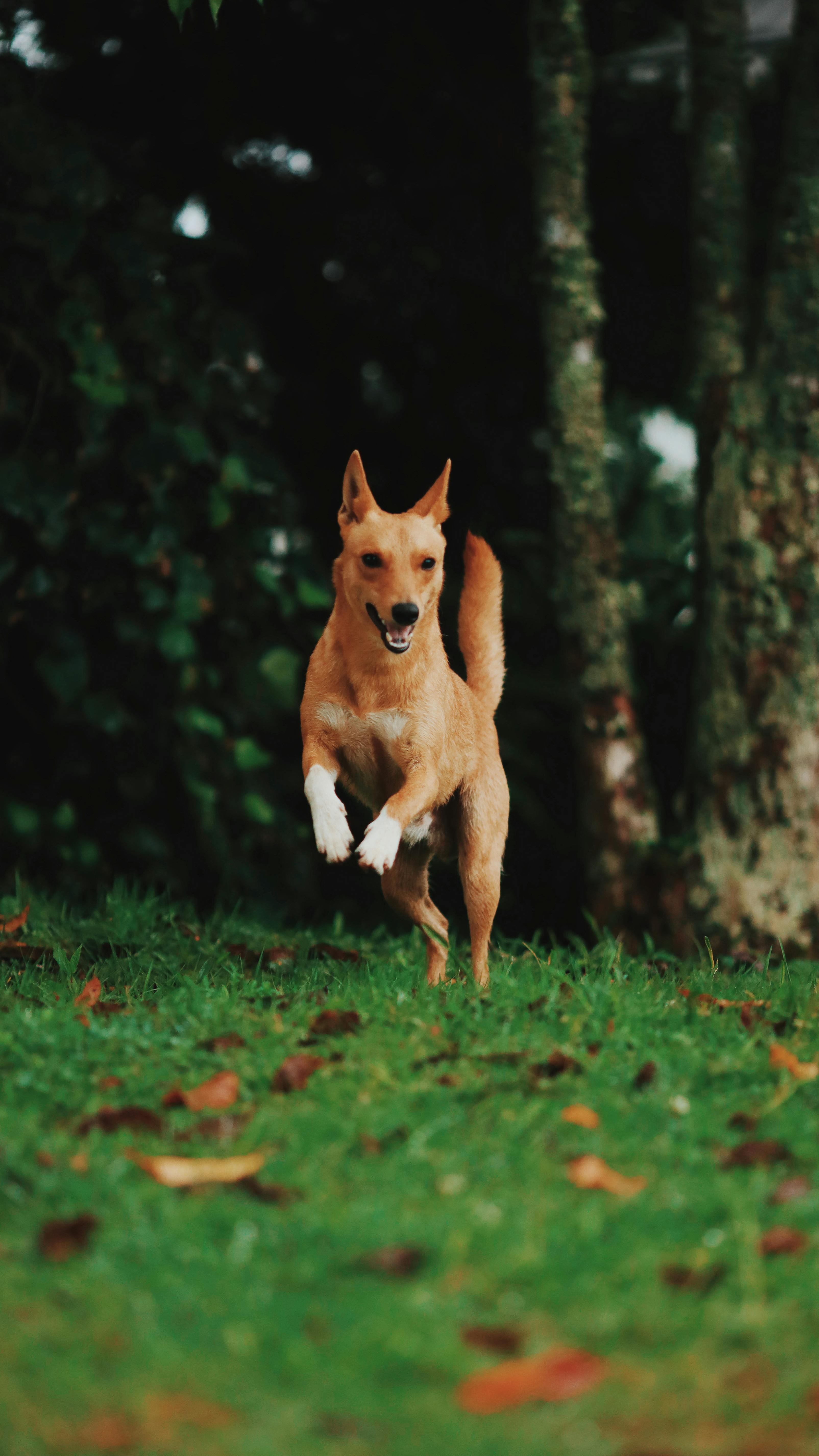 Energetic tan dog running joyfully on a grassy field with trees in the background