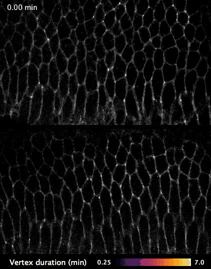 Research Direction 3 animated microscopy visual