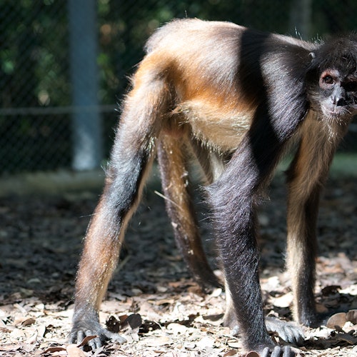 Um macaco-aranha está em pé no chão coberto de folhas, com uma cerca desfocada ao fundo.