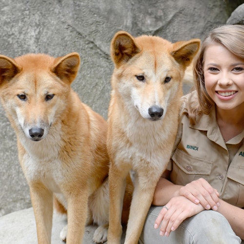 Dingos