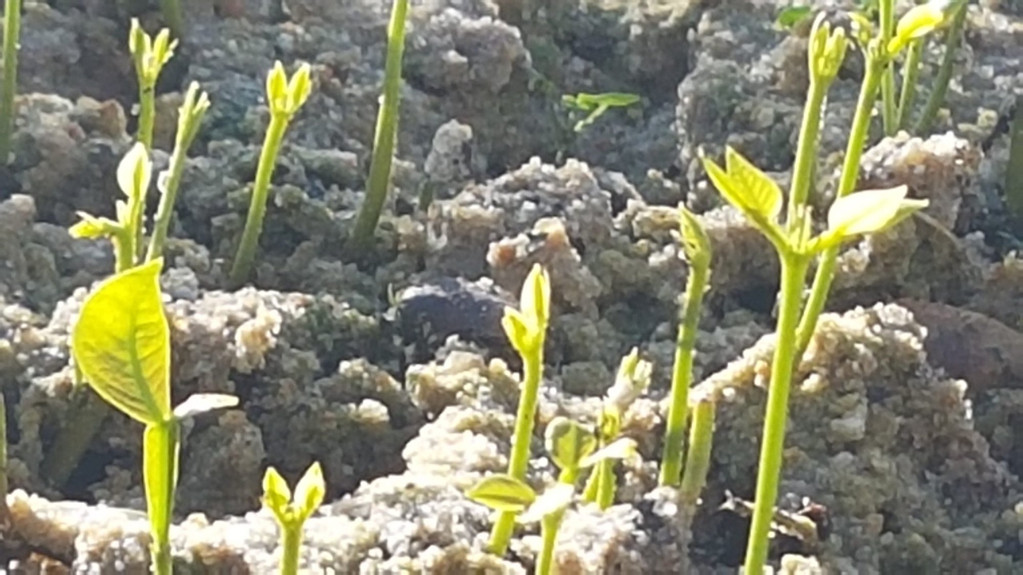 Brotos de mudas recém-germinadas despontando em substrato de terra no viveiro