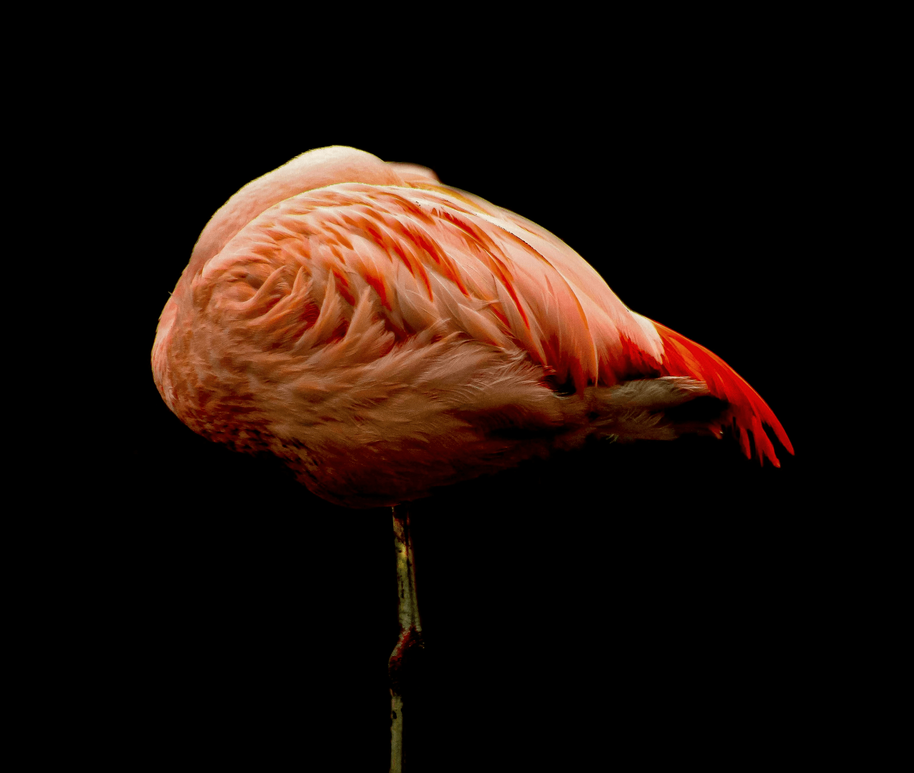 pink flamingo with black background