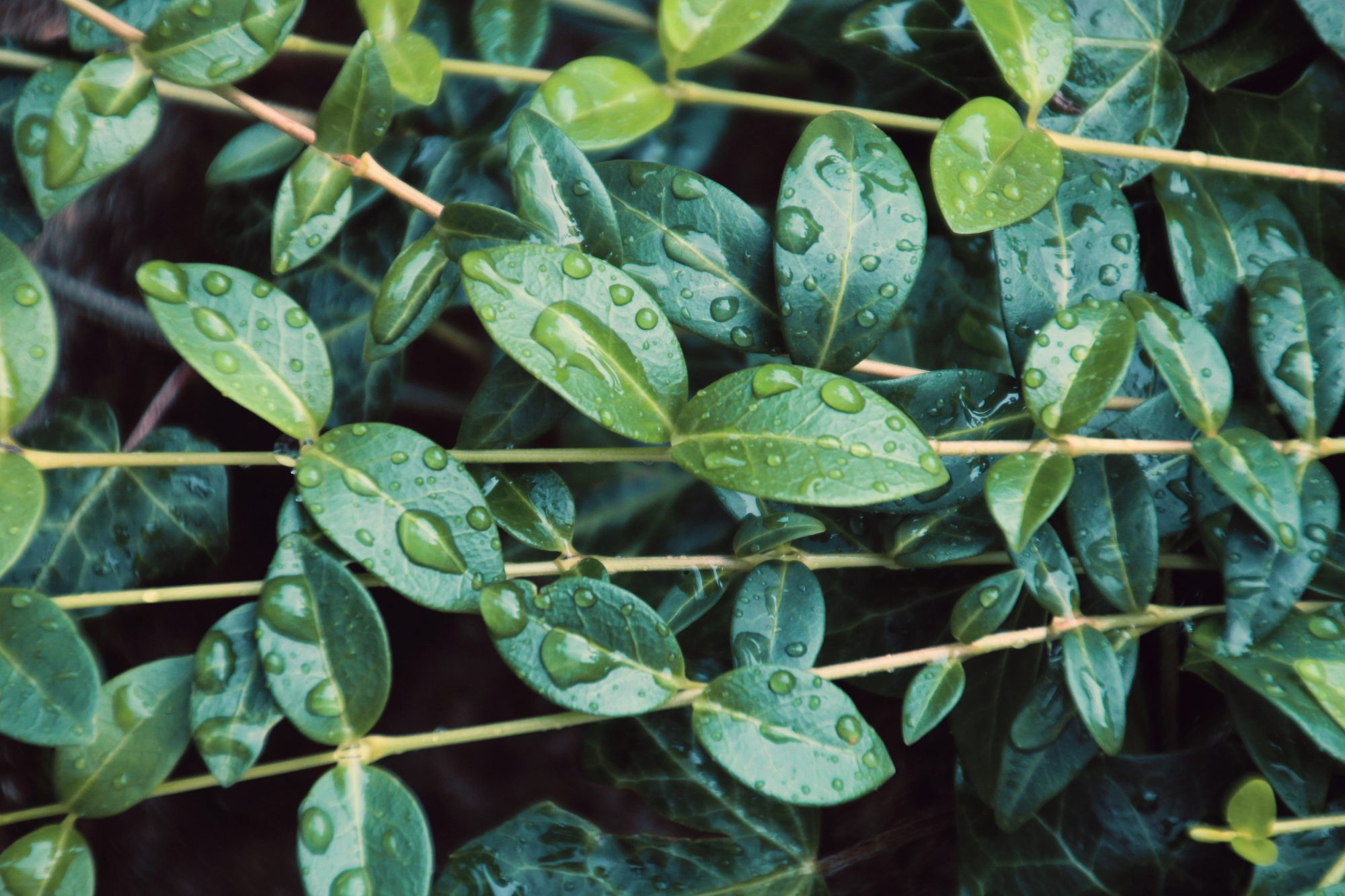 Close-up of vibrant green leaves arranged densely on vines against a dark background.