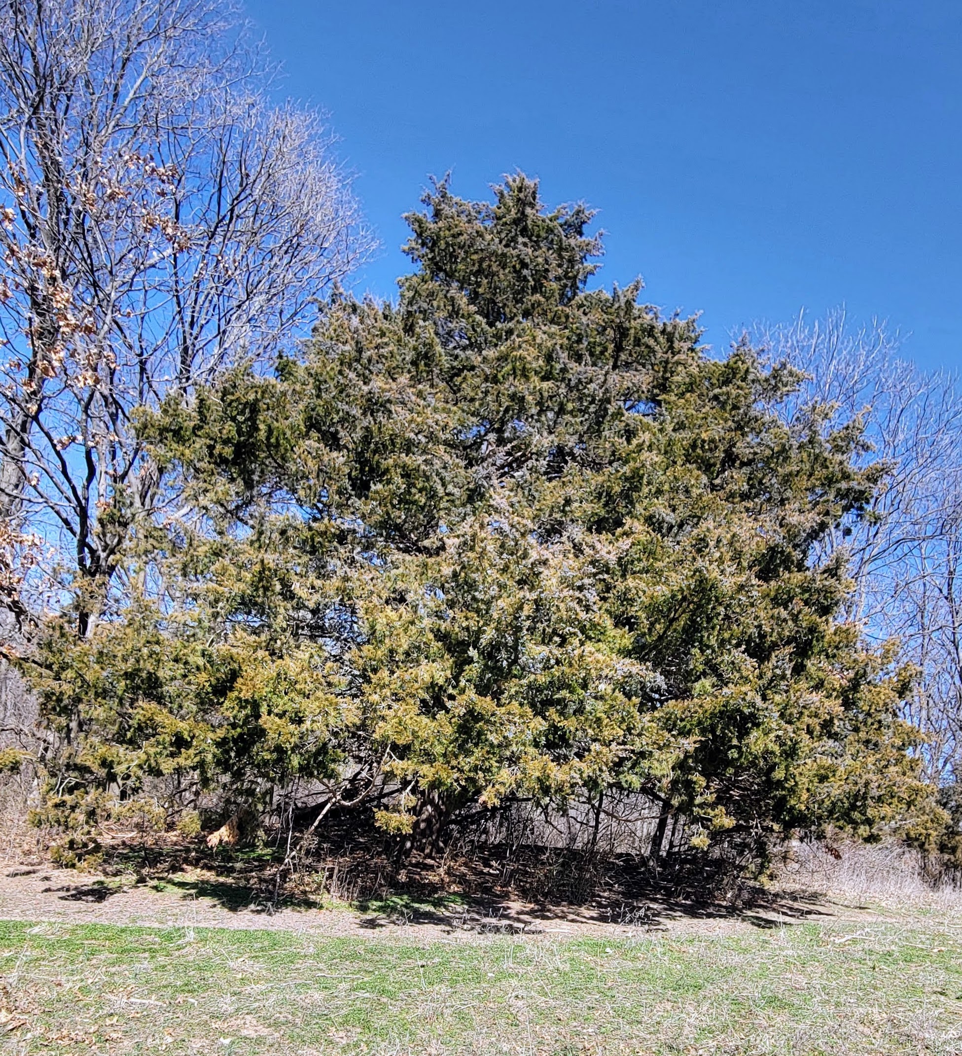 Hummingbird moth with bee balm blossom