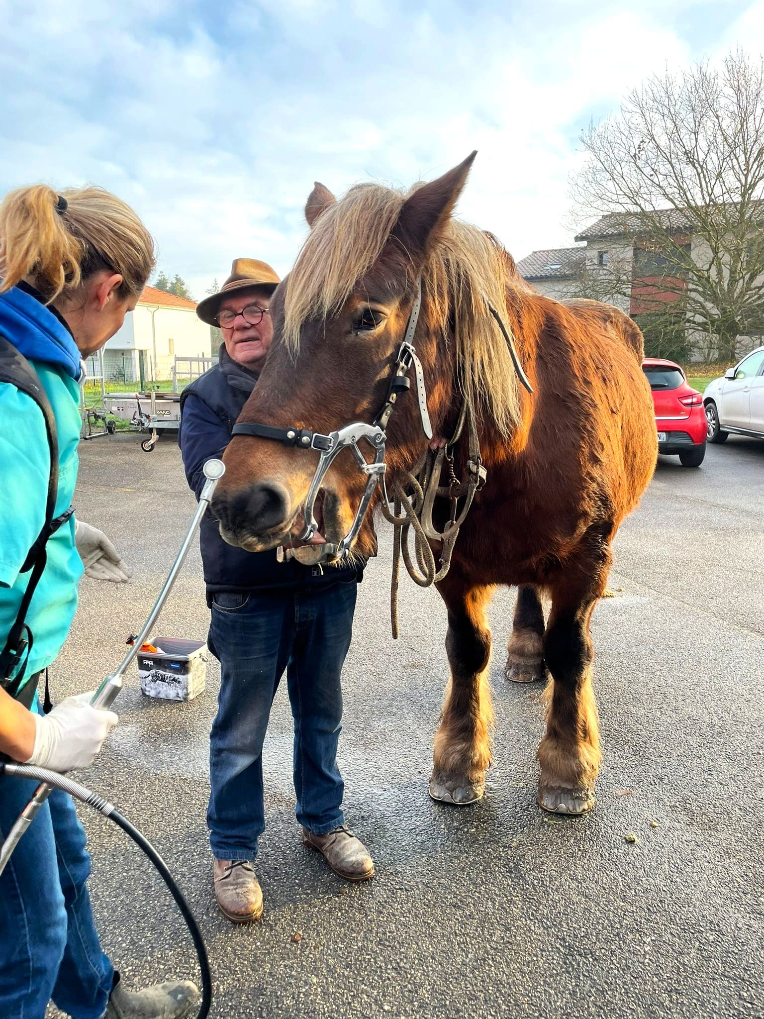Soins dentaires cheval