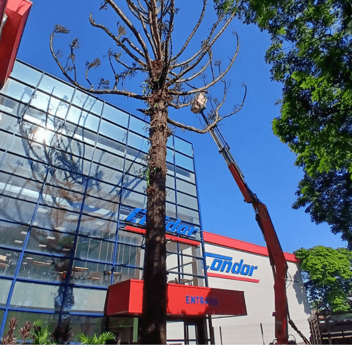Poda Árvore em frente Condor
