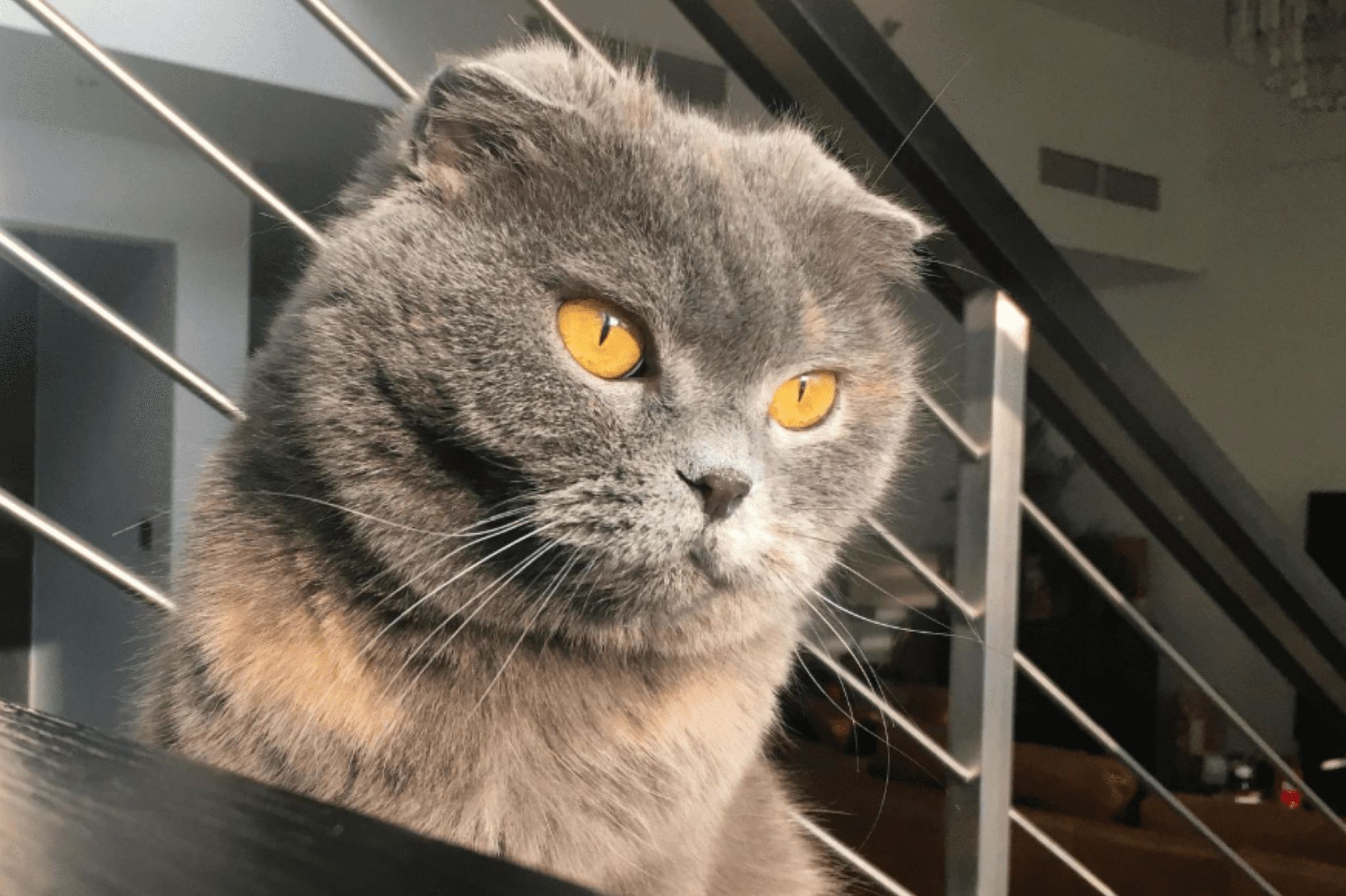 A gray cat ith yellow eyes is lying down on the black stairs.