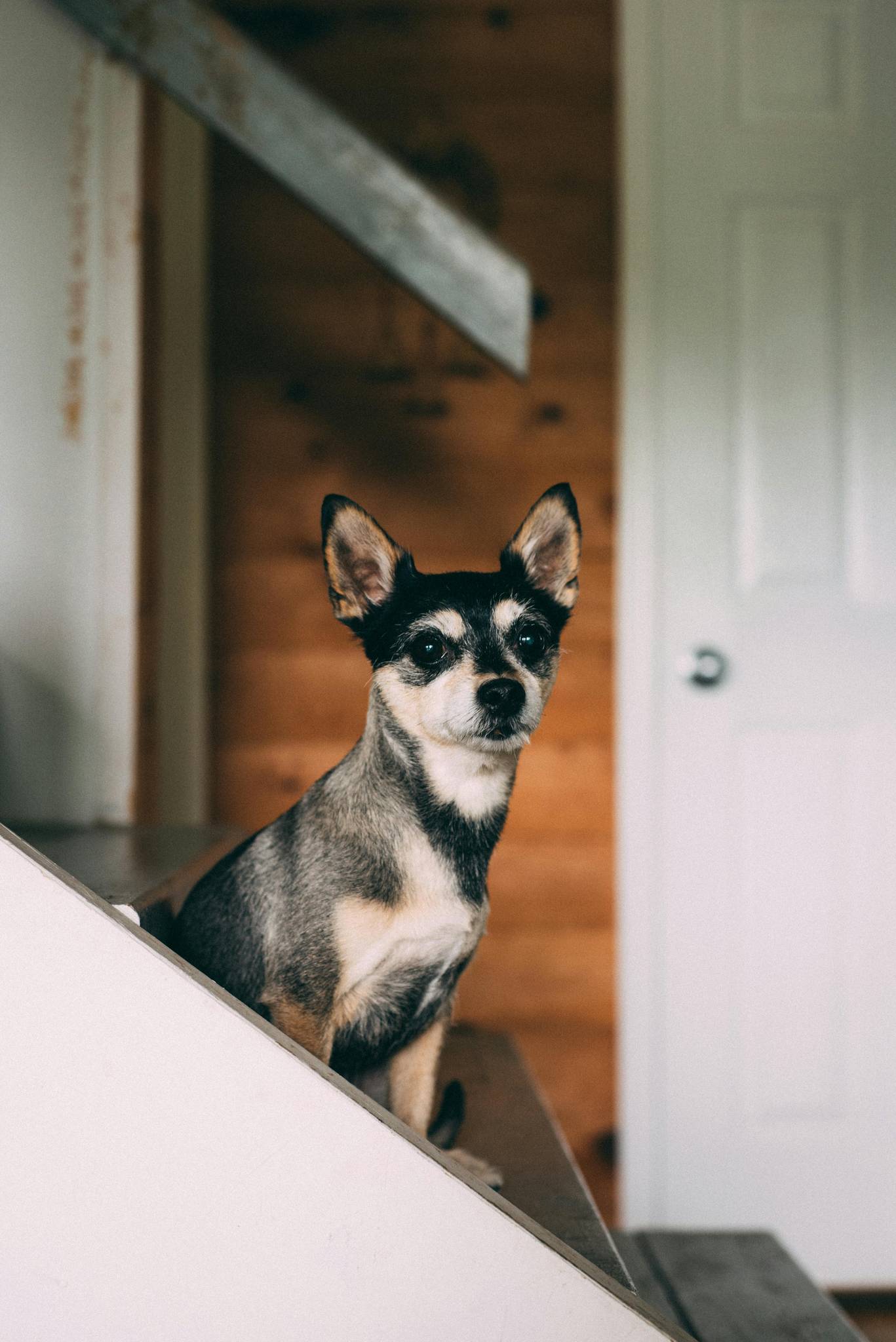 Chihuahua Temperament and Lifestyle Fit