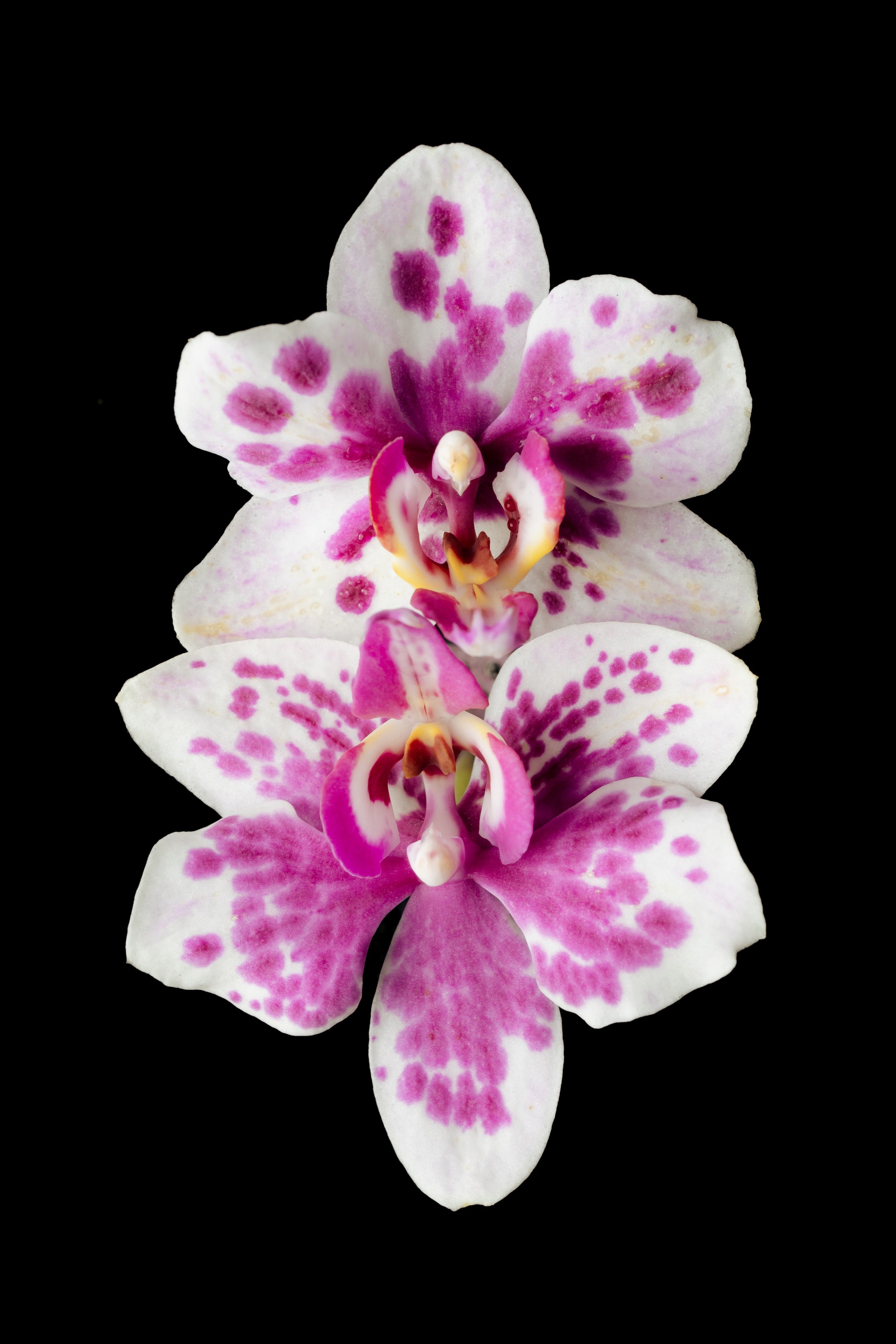 Orchid Flowers