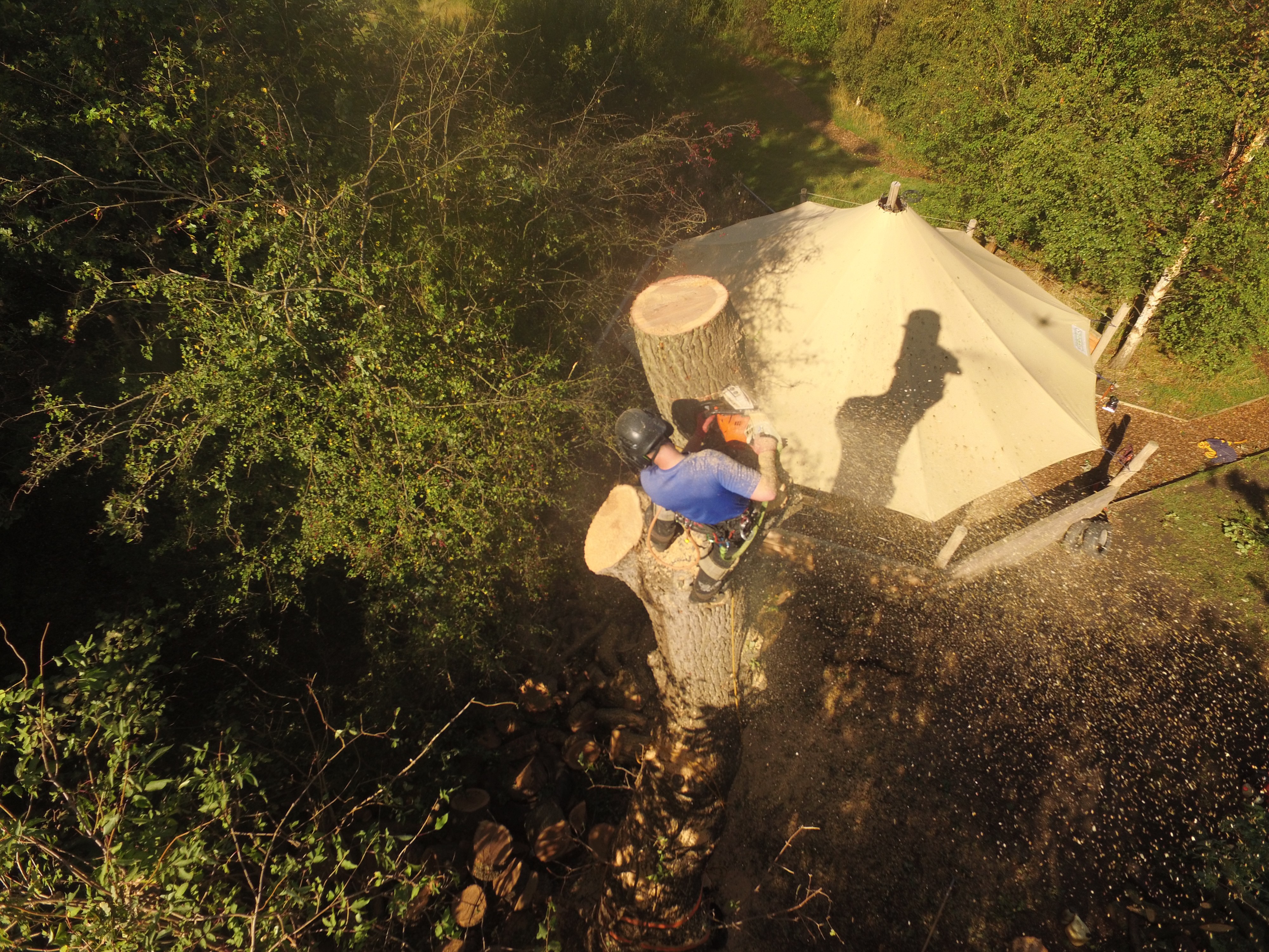 aerial shot of road surrounded by green trees
