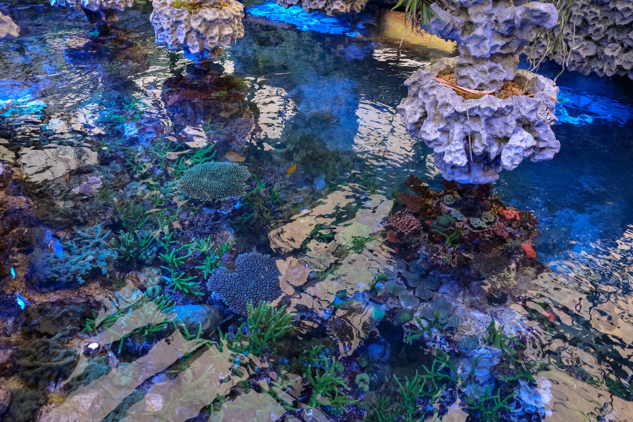 陸上の珊瑚礁「さんご畑」 | Coral Farm