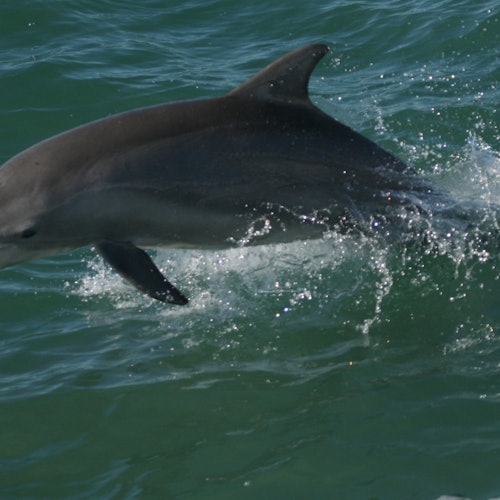 Dolphin Exploration Cruise