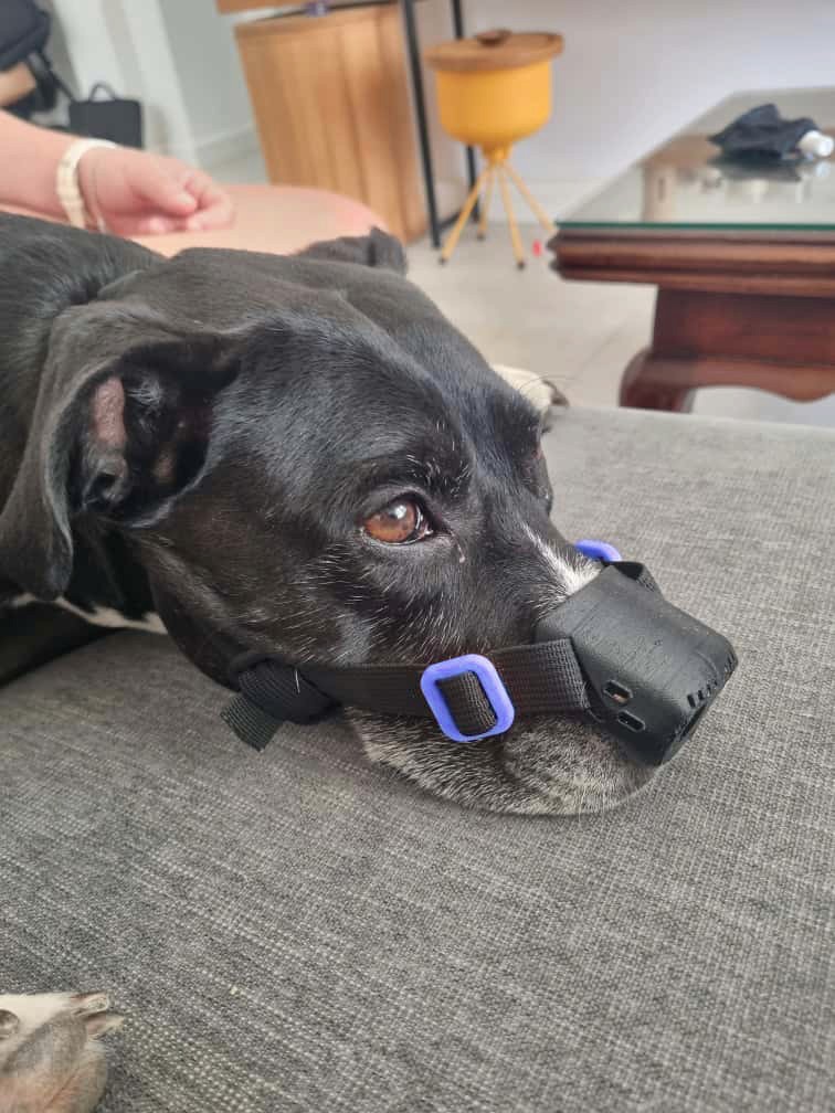 Dog with nose cover DLE