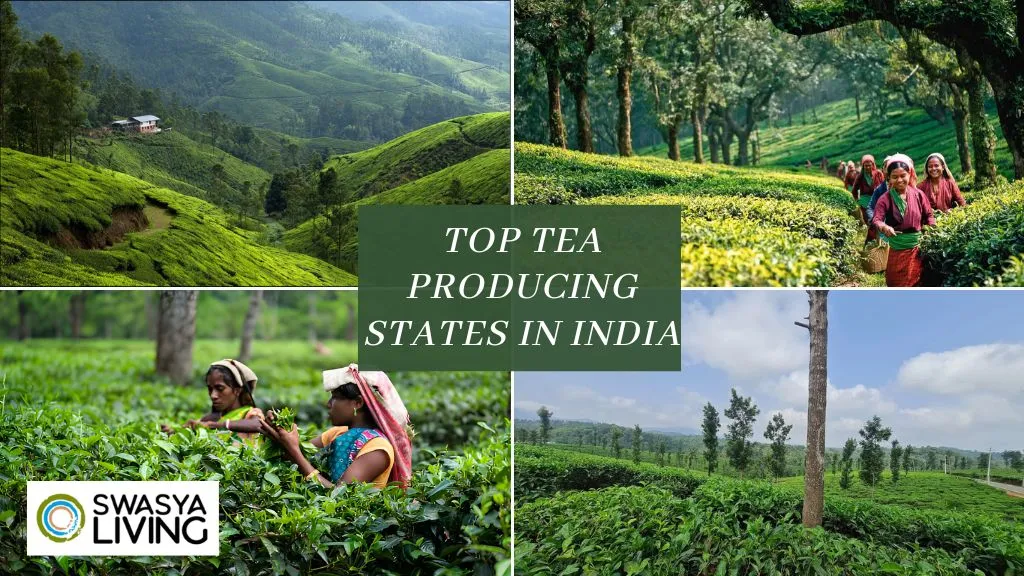 List of Top 5 Tea Producing States in India