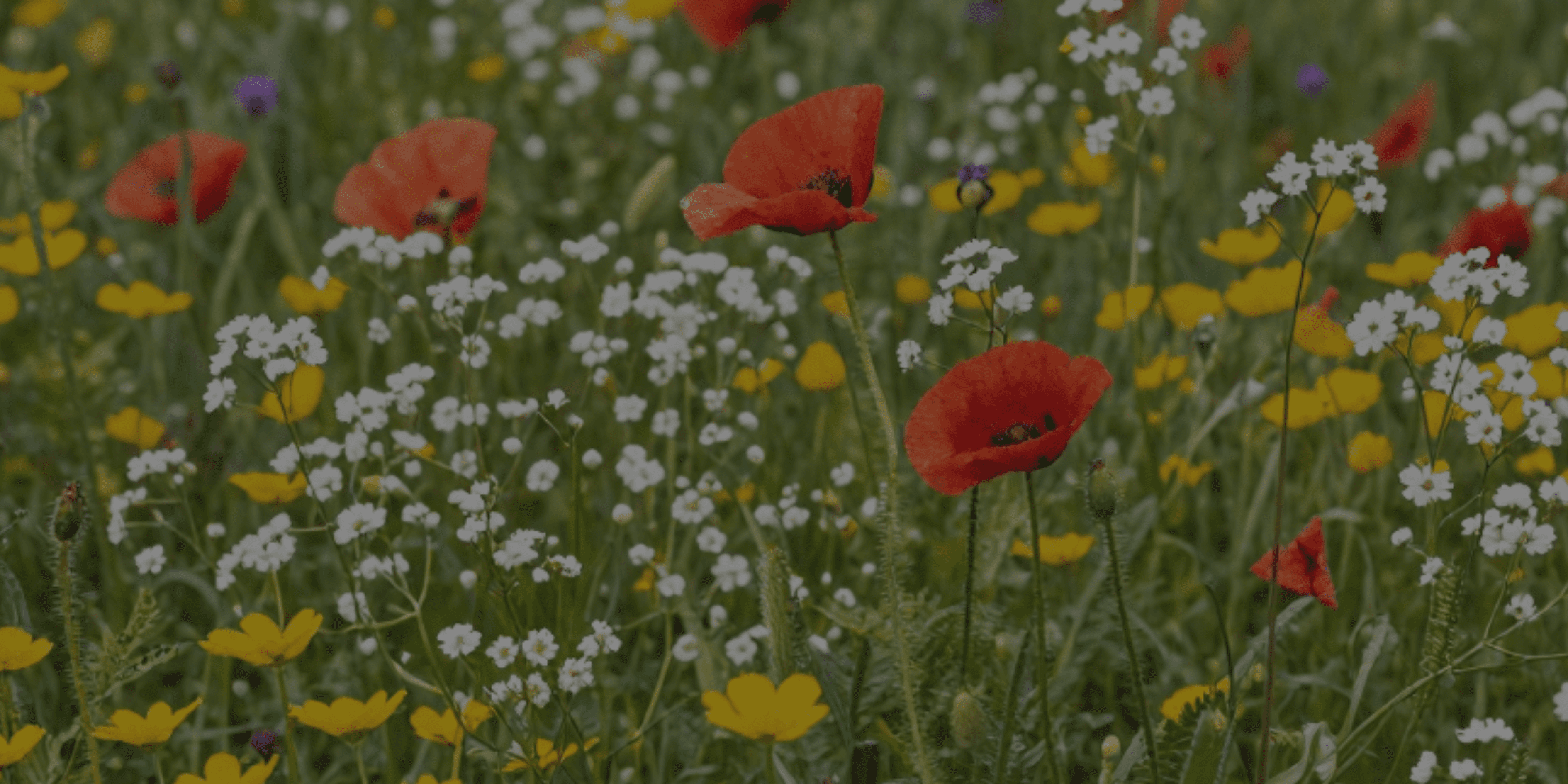 A field of red, yellow, and white flowers in a meadow.