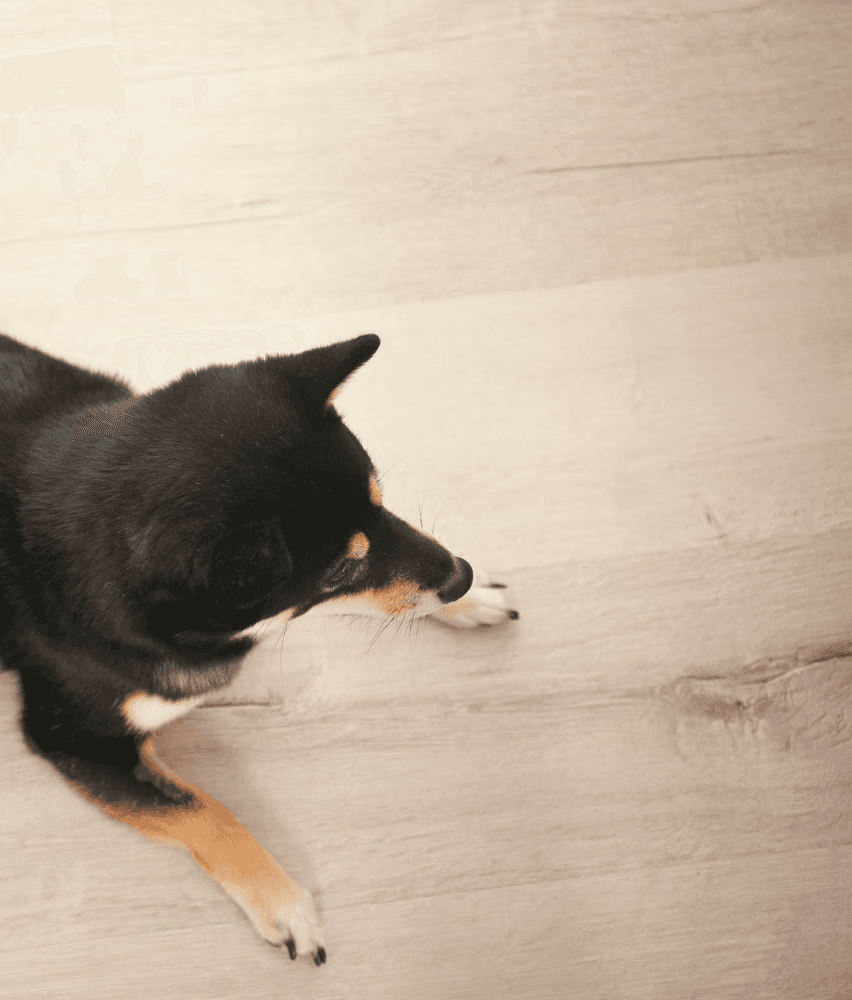 Dog relaxing stretched out on a properly levelled floor in a Brisbane living room — no gaps, no wobble, just a calm space pets naturally choose.