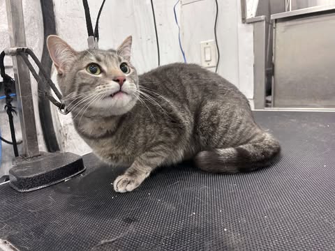 Cat Grooming Gallery Of Photos - Wags To Riches Pet Grooming