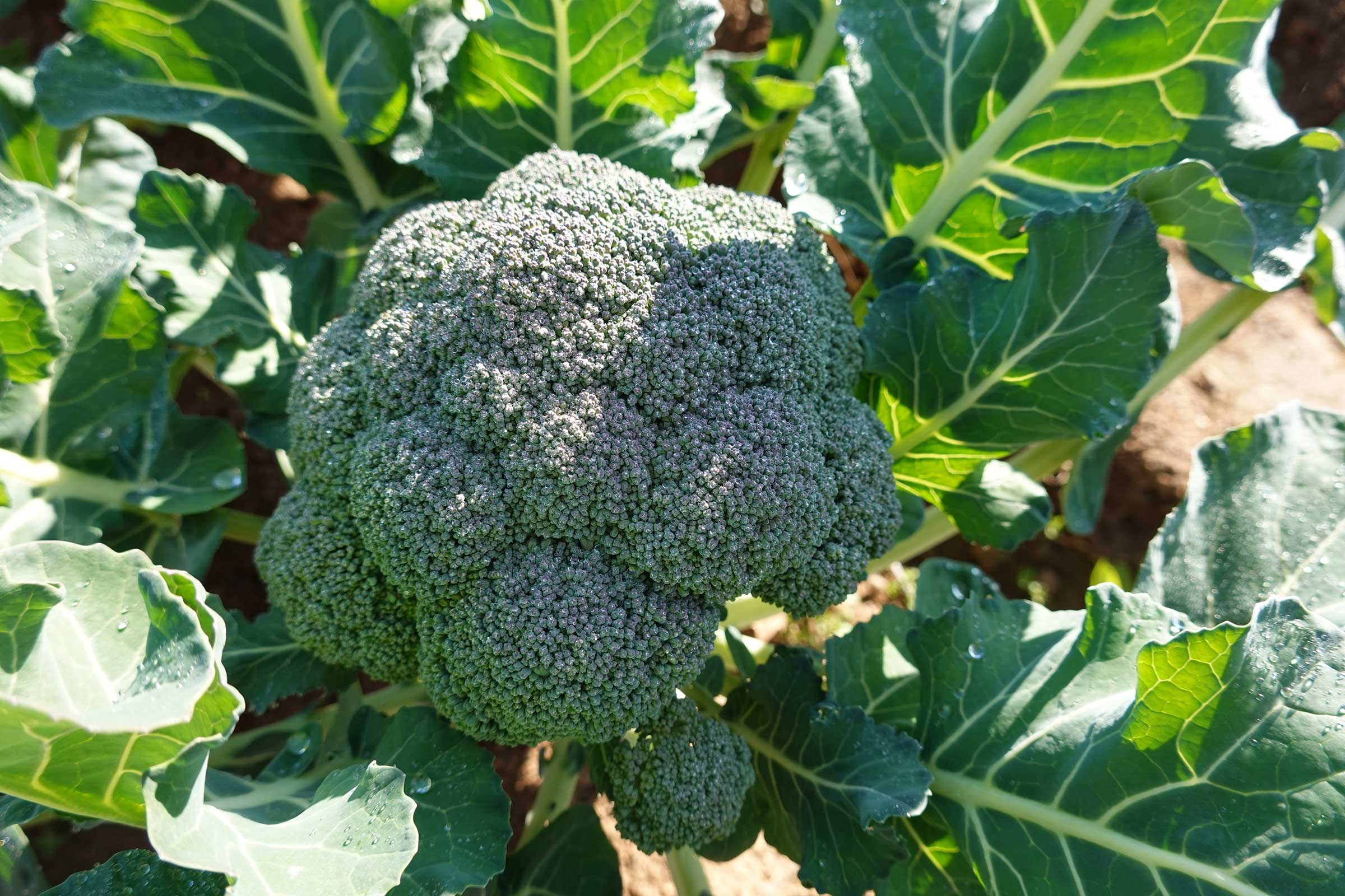 Fresh broccoli head with tight green florets growing in garden surrounded by large leaves