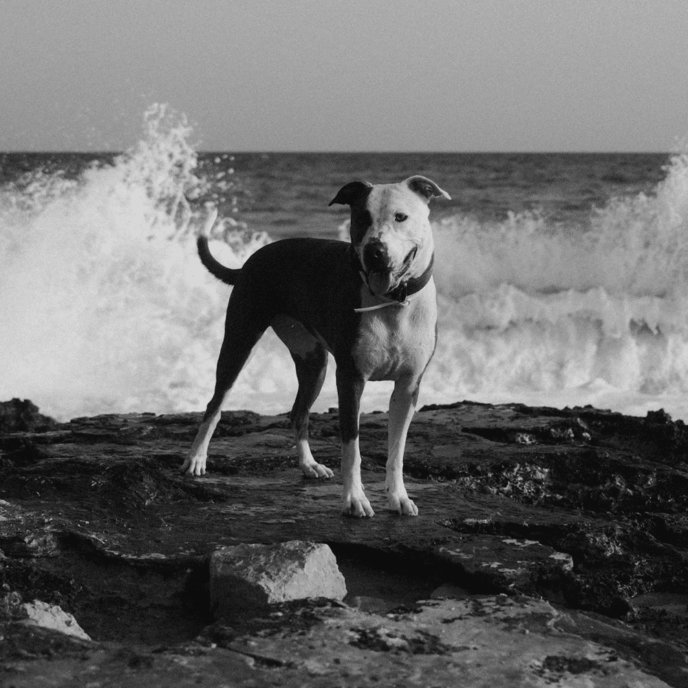 Mallorca dirección de arte