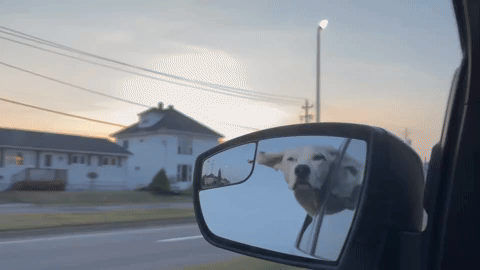 gif of a white dog with his head out the window of a car