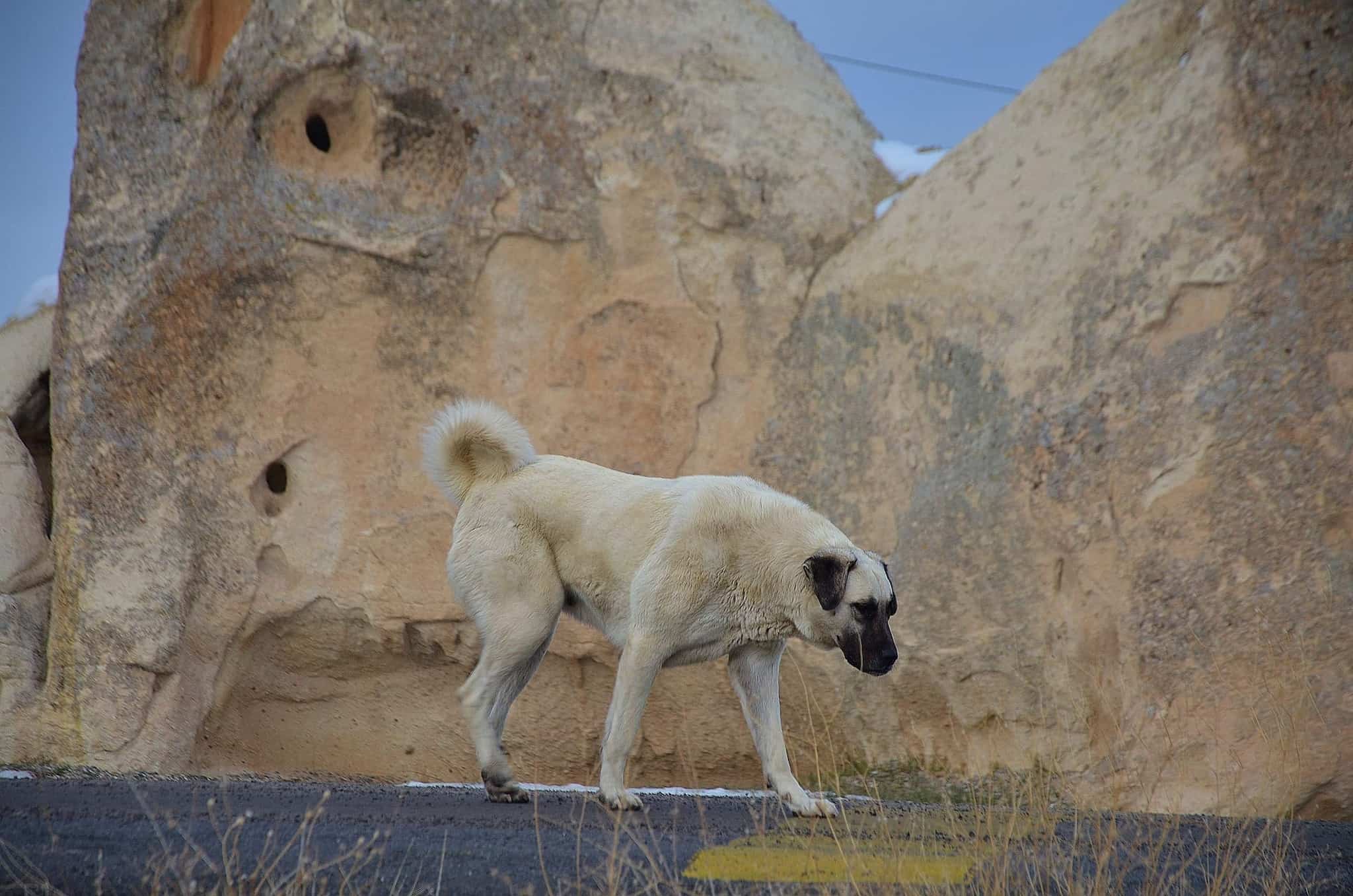 A Kangal is looking down and walking down the road in a rocky area.