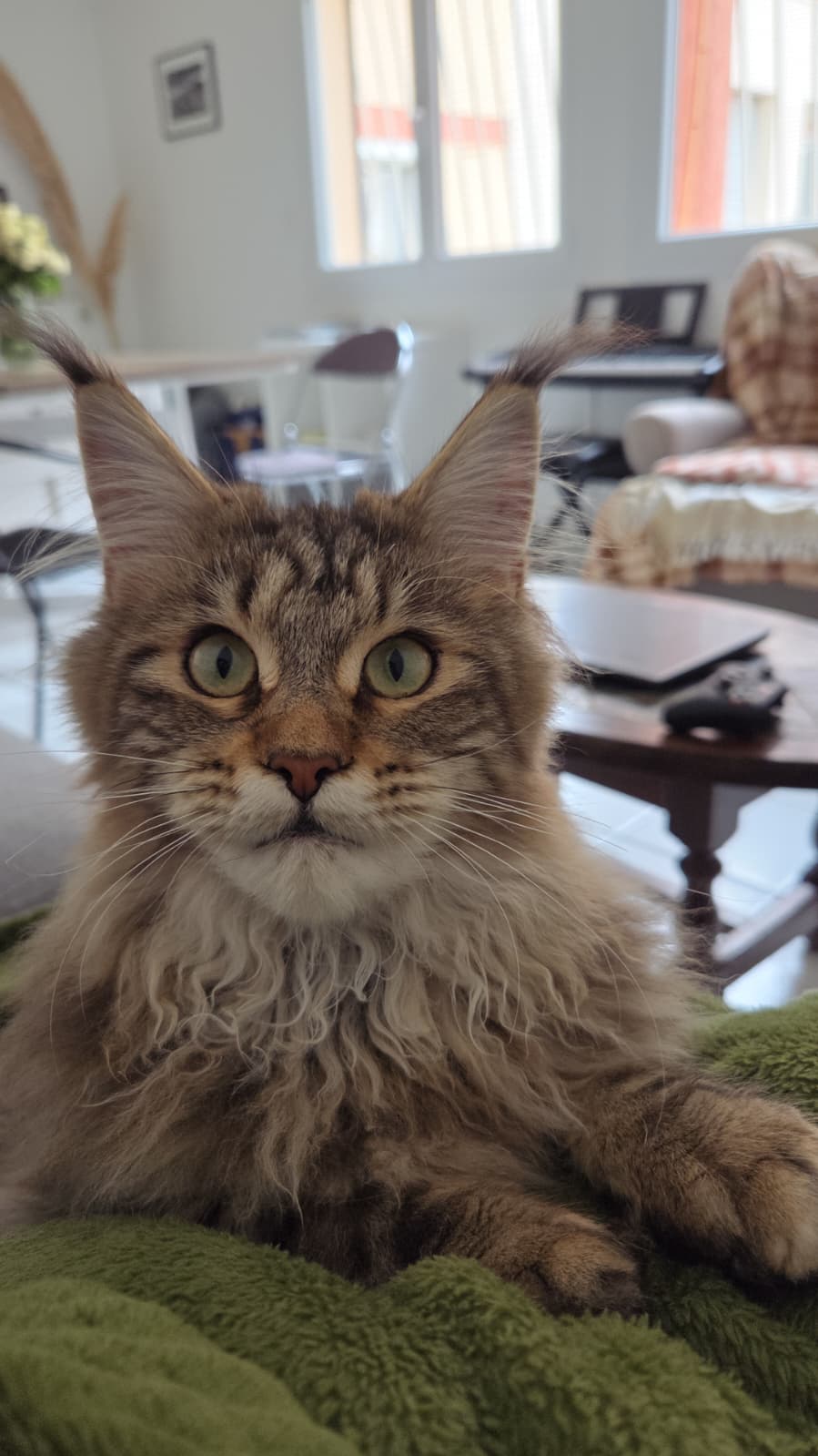 Arya