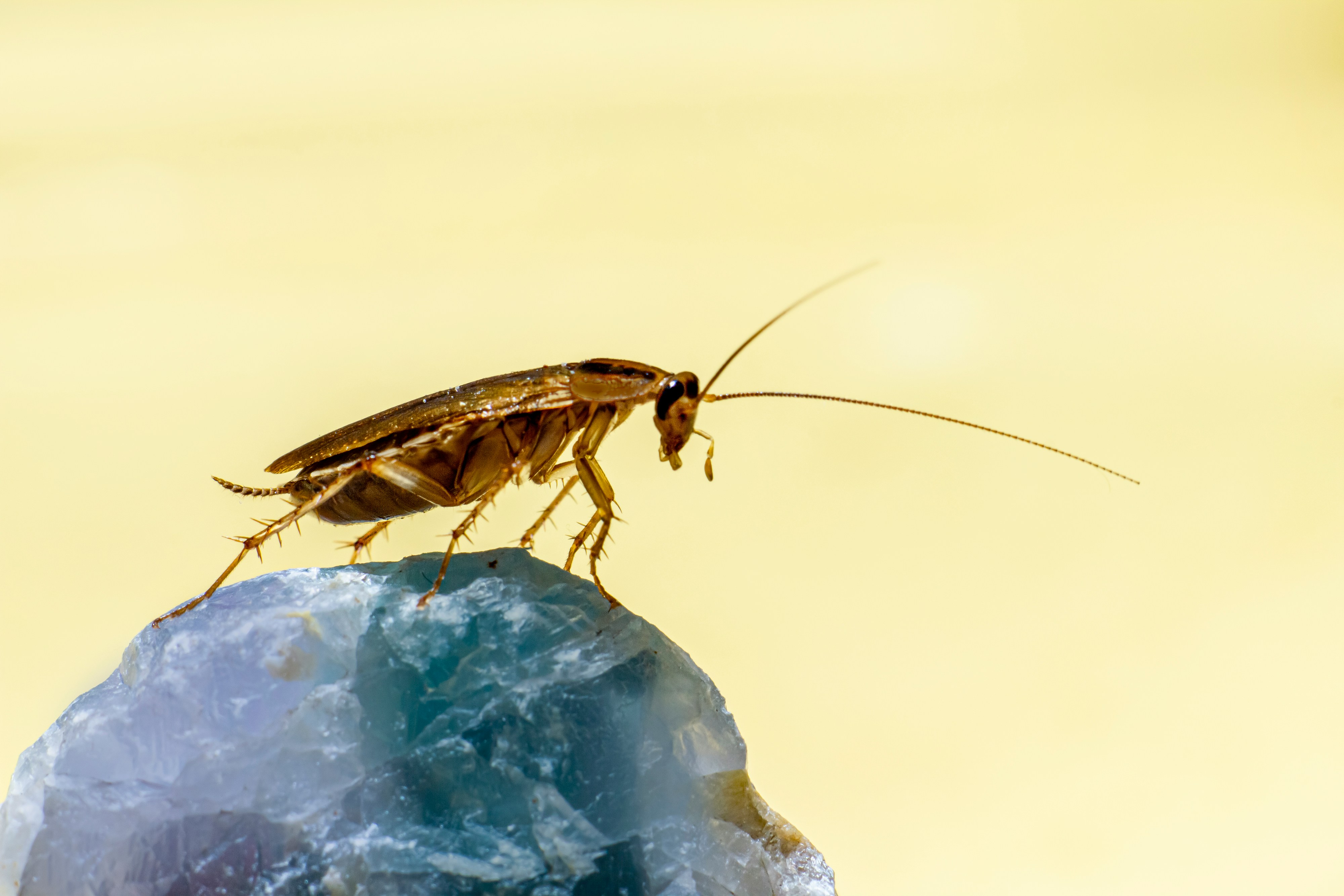 Cockroach pest control treatment, Central Coast NSW
