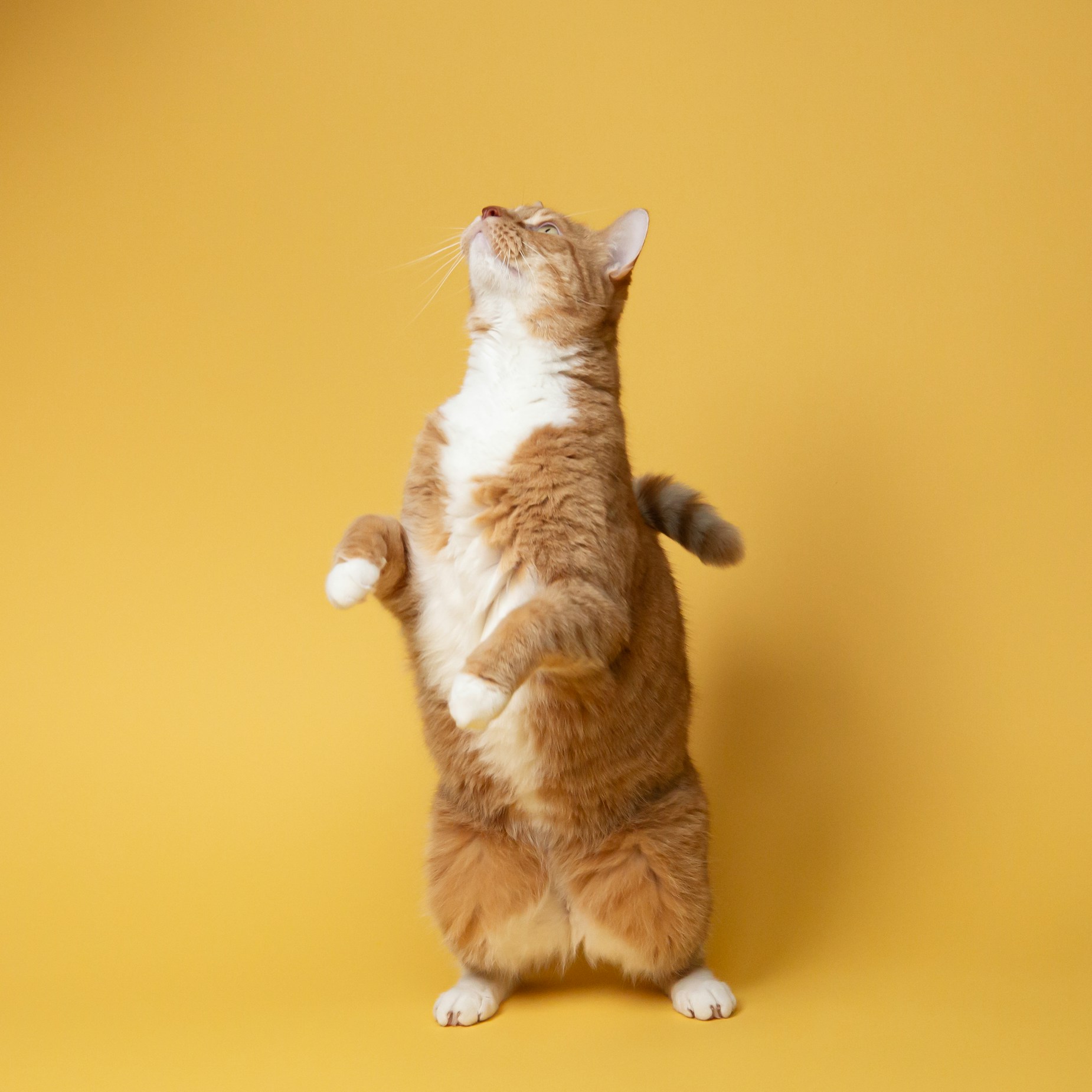 cat standing over a yellow backdrop