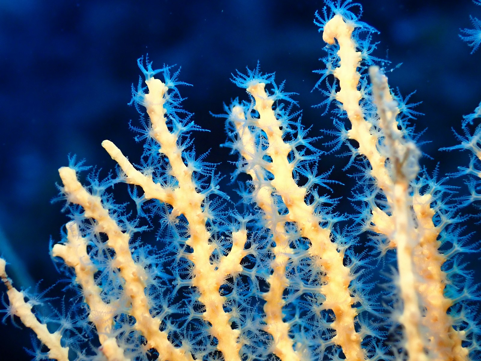 Soft coral branches with open blue feeding polyps against dark blue water